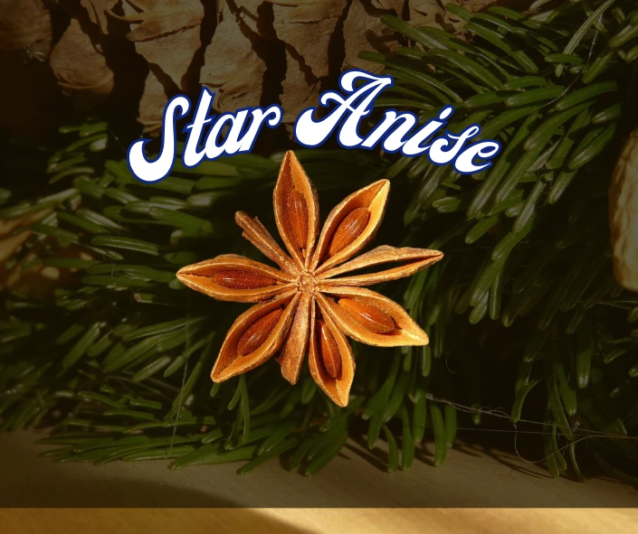Star Anise: A High-Value Ingredient in Global Cuisine and Modern Medicine